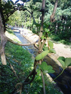 201207091630.jpg