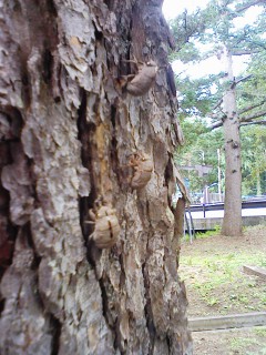 201207230815.jpg