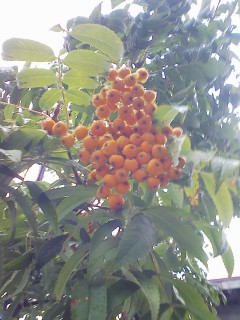 201209240752.jpg
