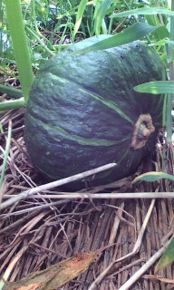 201307310804.jpg