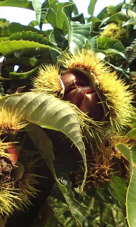 201309110814.jpg